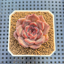 Echeveria Hybrid sp. 1"-2" Hand-Selected Clone (From Brotherly Farm) Succulent Plant Cutting