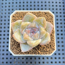 Echeveria Hybrid sp. 1"-2" Hand-Selected Clone (From Brotherly Farm) Succulent Plant Cutting