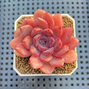 Echeveria Hybrid sp. 1"-2" Hand-Selected Clone (From Brotherly Farm) Succulent Plant Cutting