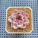 Echeveria Hybrid sp. 1"-2" Hand-Selected Clone (From Brotherly Farm) Succulent Plant Cutting