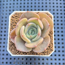 Echeveria Hybrid sp. 1"-2" Hand-Selected Clone (From Brotherly Farm) Succulent Plant Cutting