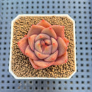 Echeveria Hybrid sp. 1"-2" Hand-Selected Clone (From Brotherly Farm) Succulent Plant Cutting