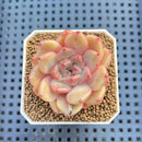 Echeveria Hybrid sp. 1"-2" Hand-Selected Clone (From Brotherly Farm) Succulent Plant Cutting