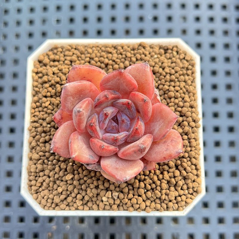 Echeveria Hybrid sp. 1"-2" Hand-Selected Clone (From Brotherly Farm) Succulent Plant Cutting