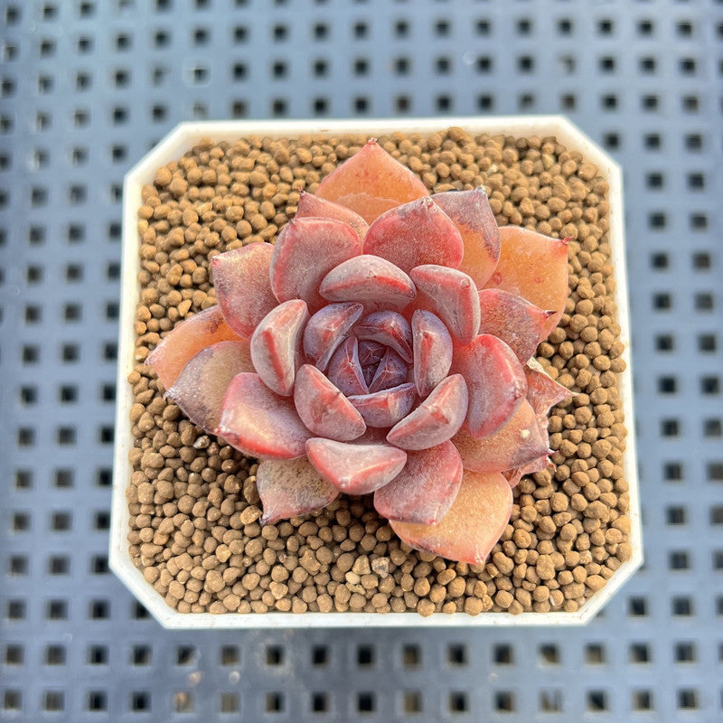 Echeveria Hybrid sp. 1"-2" Hand-Selected Clone (From Brotherly Farm) Succulent Plant Cutting