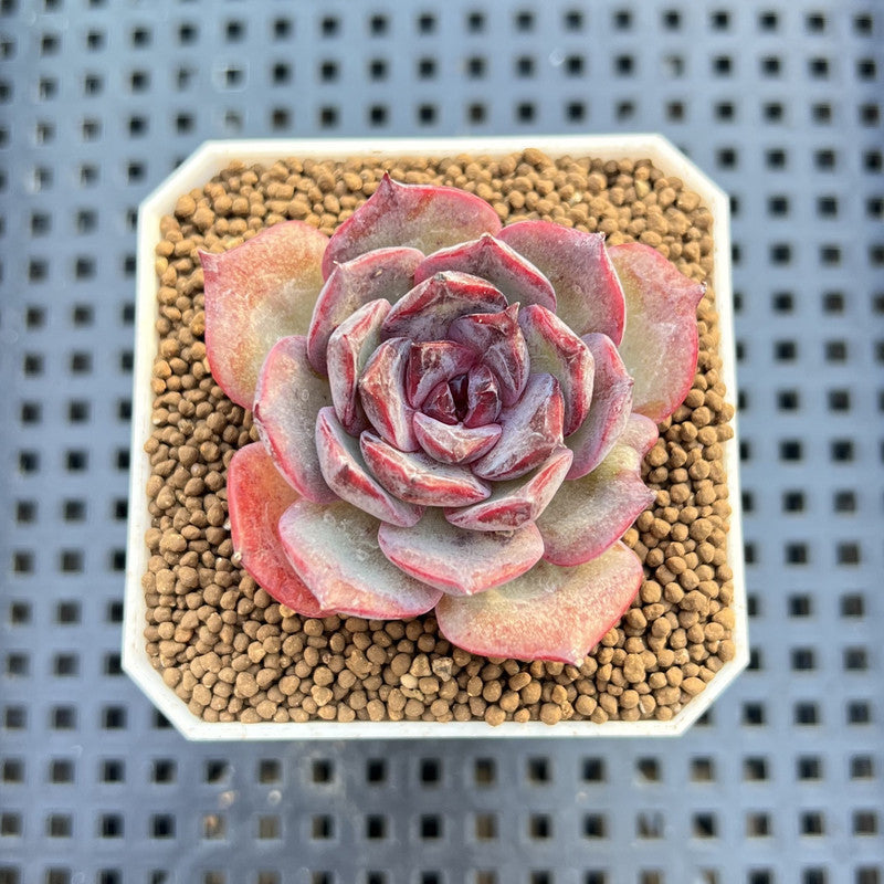Echeveria Hybrid sp. 1"-2" Hand-Selected Clone (From Brotherly Farm) Succulent Plant Cutting