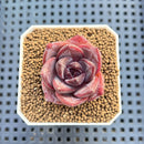 Echeveria Hybrid sp. 1"-2" Hand-Selected Clone (From Brotherly Farm) Succulent Plant Cutting