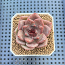 Echeveria Hybrid sp. 1"-2" Hand-Selected Clone (From Brotherly Farm) Succulent Plant Cutting