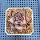 Echeveria Hybrid sp. 1"-2" Hand-Selected Clone (From Brotherly Farm) Succulent Plant Cutting
