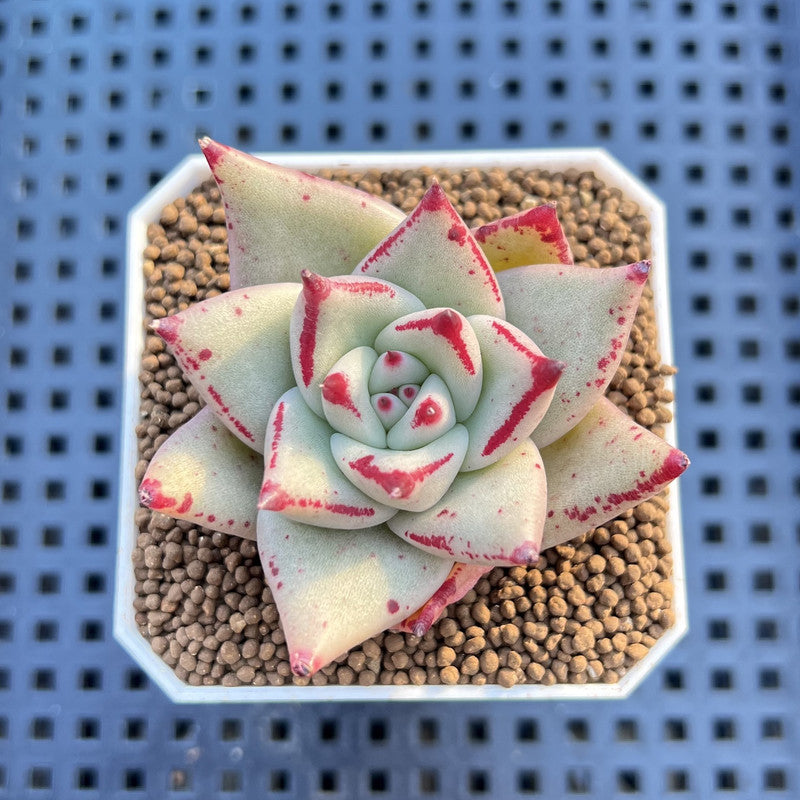Echeveria Hybrid sp. 1"-2" Hand-Selected Clone (From Brotherly Farm) Succulent Plant Cutting