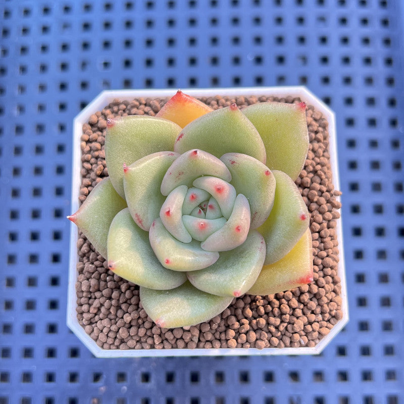 Echeveria Hybrid sp. 1"-2" Hand-Selected Clone (From Brotherly Farm) Succulent Plant Cutting