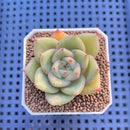 Echeveria Hybrid sp. 1"-2" Hand-Selected Clone (From Brotherly Farm) Succulent Plant Cutting