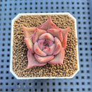 Echeveria Hybrid sp. 1"-2" Hand-Selected Clone (From Brotherly Farm) Succulent Plant Cutting