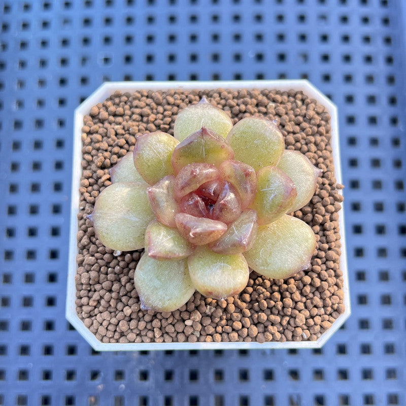 Echeveria Hybrid sp. 1"-2" Hand-Selected Clone (From Brotherly Farm) Succulent Plant Cutting