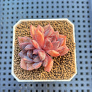 Echeveria Hybrid sp. 1"-2" Hand-Selected Clone (From Brotherly Farm) Succulent Plant Cutting