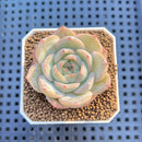 Echeveria Hybrid sp. 1"-2" Hand-Selected Clone (From Brotherly Farm) Succulent Plant Cutting