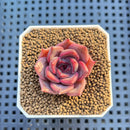 Echeveria Hybrid sp. 1"-2" Hand-Selected Clone (From Brotherly Farm) Succulent Plant Cutting