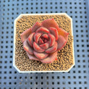 Echeveria Hybrid sp. 1"-2" Hand-Selected Clone (From Brotherly Farm) Succulent Plant Cutting