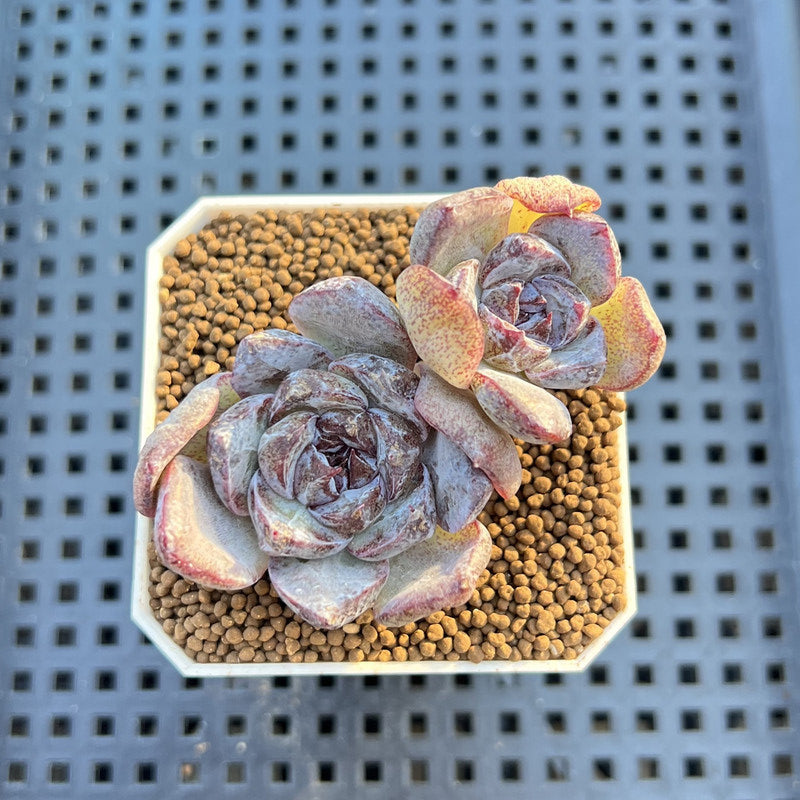 Echeveria Hybrid sp. 1"-2" Hand-Selected Clone (From Brotherly Farm) Succulent Plant Cutting