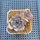 Echeveria Hybrid sp. 1"-2" Hand-Selected Clone (From Brotherly Farm) Succulent Plant Cutting