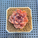 Echeveria Hybrid sp. 1"-2" Hand-Selected Clone (From Brotherly Farm) Succulent Plant Cutting