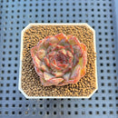 Echeveria Hybrid sp. 1"-2" Hand-Selected Clone (From Brotherly Farm) Succulent Plant Cutting