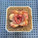 Echeveria Hybrid sp. 1"-2" Hand-Selected Clone (From Brotherly Farm) Succulent Plant Cutting