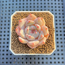 Echeveria Hybrid sp. 1"-2" Hand-Selected Clone (From Brotherly Farm) Succulent Plant Cutting