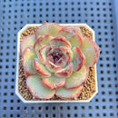 Echeveria Hybrid sp. 1"-2" Hand-Selected Clone (From Brotherly Farm) Succulent Plant Cutting