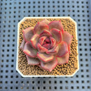 Echeveria Hybrid sp. 1"-2" Hand-Selected Clone (From Brotherly Farm) Succulent Plant Cutting