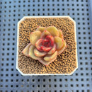 Echeveria Hybrid sp. 1"-2" Hand-Selected Clone (From Brotherly Farm) Succulent Plant Cutting