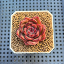Echeveria Hybrid sp. 1"-2" Hand-Selected Clone (From Brotherly Farm) Succulent Plant Cutting
