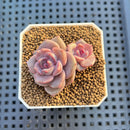Echeveria Hybrid sp. 1"-2" Hand-Selected Clone (From Brotherly Farm) Succulent Plant Cutting