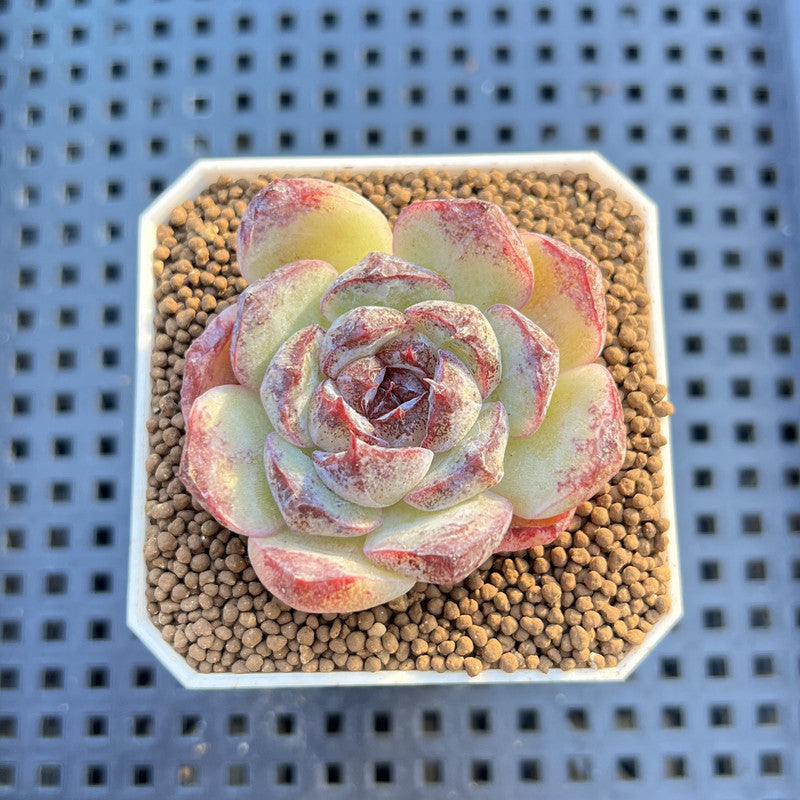 Echeveria Hybrid sp. 1"-2" Hand-Selected Clone (From Brotherly Farm) Succulent Plant Cutting