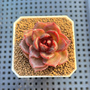 Echeveria Hybrid sp. 1"-2" Hand-Selected Clone (From Brotherly Farm) Succulent Plant Cutting