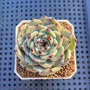 Echeveria Hybrid sp. 1"-2" Hand-Selected Clone (From Brotherly Farm) Succulent Plant Cutting