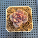 Echeveria Hybrid sp. 1"-2" Hand-Selected Clone (From Brotherly Farm) Succulent Plant Cutting