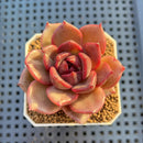 Echeveria Hybrid sp. 1"-2" Hand-Selected Clone (From Brotherly Farm) Succulent Plant Cutting