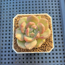 Echeveria Hybrid sp. 1"-2" Hand-Selected Clone (From Brotherly Farm) Succulent Plant Cutting