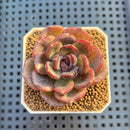 Echeveria Hybrid sp. 1"-2" Hand-Selected Clone (From Brotherly Farm) Succulent Plant Cutting