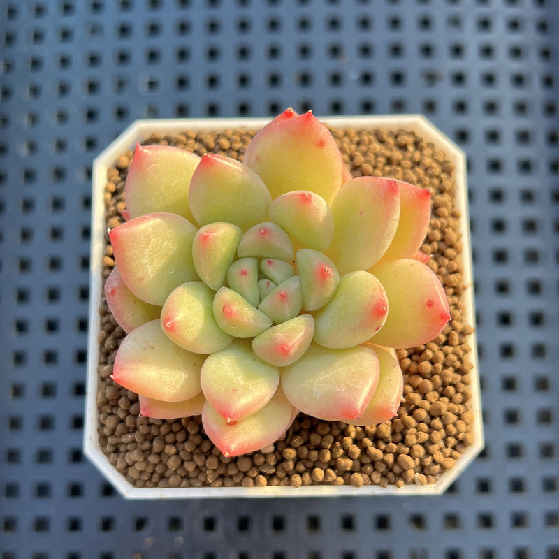 Echeveria Hybrid sp. 1"-2" Hand-Selected Clone (From Brotherly Farm) Succulent Plant Cutting