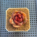 Echeveria Hybrid sp. 1"-2" Hand-Selected Clone (From Brotherly Farm) Succulent Plant Cutting
