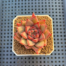 Echeveria Hybrid sp. 1"-2" Hand-Selected Clone (From Brotherly Farm) Succulent Plant Cutting