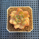 Echeveria Hybrid sp. 1"-2" Hand-Selected Clone (From Brotherly Farm) Succulent Plant Cutting