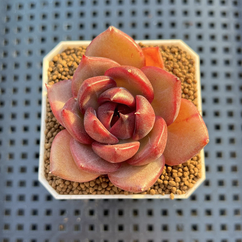 Echeveria Hybrid sp. 1"-2" Hand-Selected Clone (From Brotherly Farm) Succulent Plant Cutting
