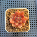 Echeveria Hybrid sp. 1"-2" Hand-Selected Clone (From Brotherly Farm) Succulent Plant Cutting