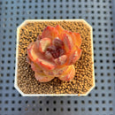 Echeveria Hybrid sp. 1"-2" Hand-Selected Clone (From Brotherly Farm) Succulent Plant Cutting