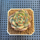 Echeveria Hybrid sp. 1"-2" Hand-Selected Clone (From Brotherly Farm) Succulent Plant Cutting