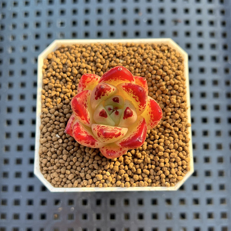 Echeveria Hybrid sp. 1"-2" Hand-Selected Clone (From Brotherly Farm) Succulent Plant Cutting