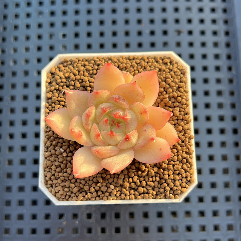 Echeveria Hybrid sp. 1"-2" Hand-Selected Clone (From Brotherly Farm) Succulent Plant Cutting